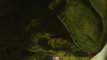 Silhouette of a Weaver Ant colony crawling on a leaf
