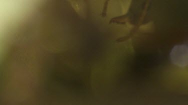 Close up of Weaver Ants transporting larvae inside the nest