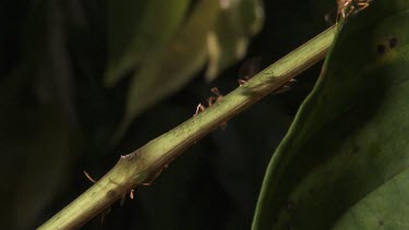 Stem teeming with Weaver Ants transporting larvae