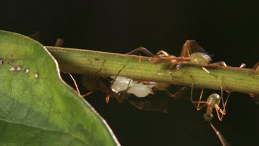 Stem teeming with Weaver Ants transporting larvae
