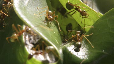 Weaver Ants and larvae in a nest