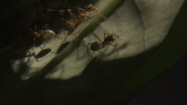 Weaver Ants on the underside of a leaf
