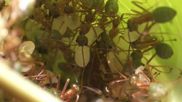 Weaver Ants and larvae in a nest