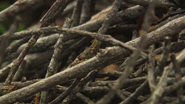 Insect carcass teeming with Weaver Ants