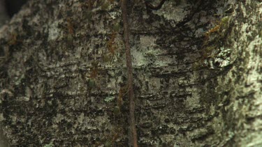 Insect carcass teeming with Weaver Ants