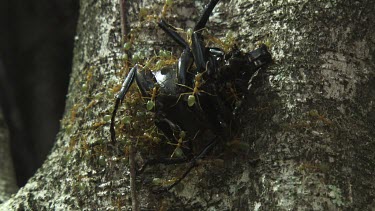 Insect carcass teeming with Weaver Ants