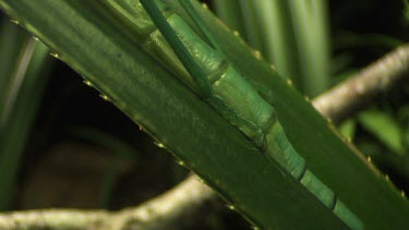 Close up of a Peppermint Stick Insect on a leaf