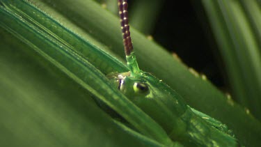 Extreme close up of a Peppermint Stick Insect on a leaf