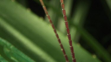 Extreme close up of a Peppermint Stick Insect on a leaf