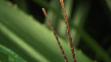 Extreme close up of a Peppermint Stick Insect on a leaf