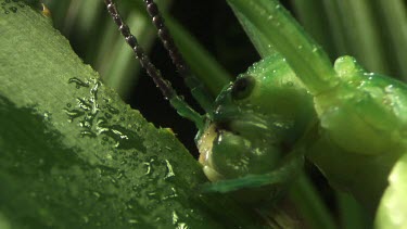 Close up of a Peppermint Stick Insect eating a leaf