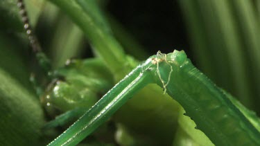 Close up of a Peppermint Stick Insect eating a leaf