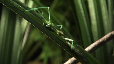 Close up of a Peppermint Stick Insect on a leaf