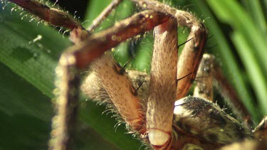 Close up of a brown Jungle Huntsman Spider on a leaf