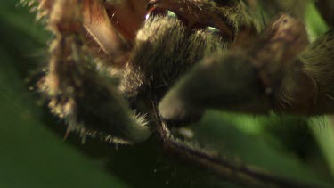 Close up of a brown Jungle Huntsman Spider on a leaf