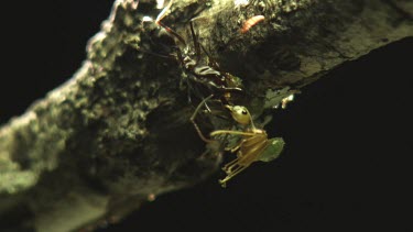 Trap-Jaw Ant fighting off two Weaver Ants on a branch