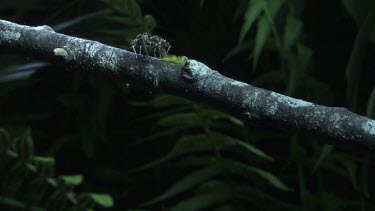 Green Jumping Spider and Portia Spider on a branch