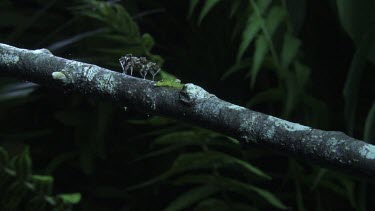 Green Jumping Spider and Portia Spider on a branch
