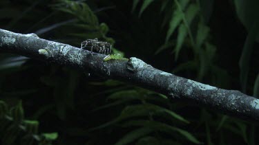 Green Jumping Spider defending itself against a Portia Spider on a branch