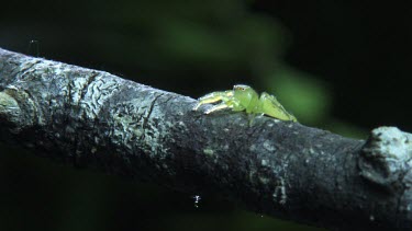 Green Jumping Spider crawling on a branch
