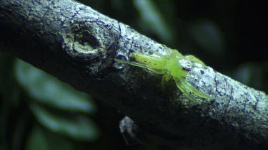 Green Jumping Spider on a branch