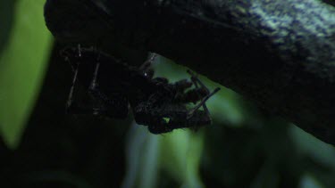 Green Jumping Spider attacking a Portia Spider on a branch