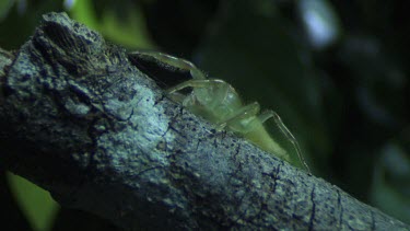 Close up of a Green Jumping Spider on a branch