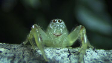 Close up of a Green Jumping Spider jumping off a branch