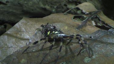 Portia Spider eating a St Andrew's Cross Spider on a rock