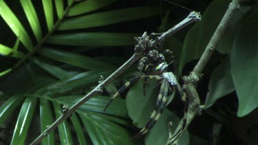 Portia Spider eating a St Andrew's Cross Spider on a branch