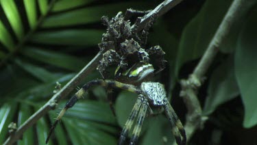 Portia Spider eating a St Andrew's Cross Spider on a branch