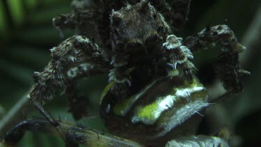 Close up of Portia Spider eating a St Andrew's Cross Spider on a branch