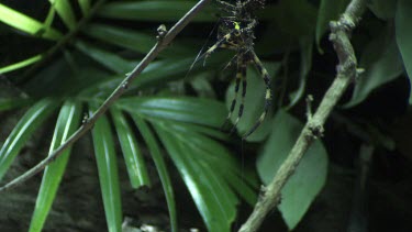 Portia Spider carrying a St Andrew's Cross Spider down a branch