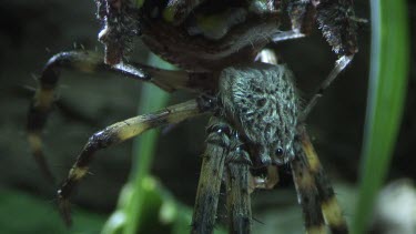 Close up of a Portia Spider eating a St Andrew's Cross Spider on a branch