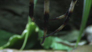 Close up of a Portia Spider eating a St Andrew's Cross Spider on a branch