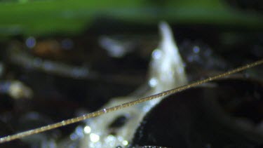 Close up of a King Cricket on the rainforest floor