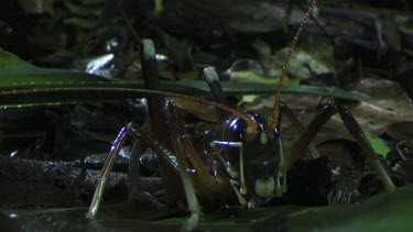 Close up of a King Cricket on the rainforest floor