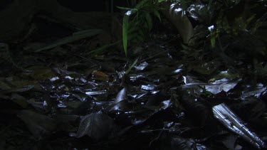 Centipede crawling across a lush rainforest floor at night