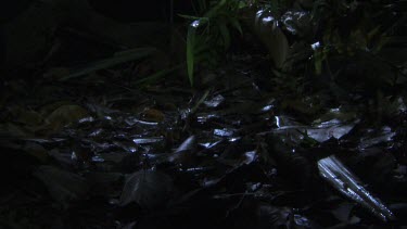 Centipede crawling across a lush rainforest floor at night