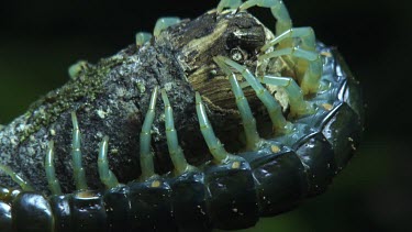 Close up of a Centipede crawling on a branch