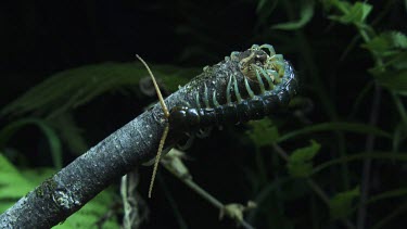 Close up of a Centipede on a branch