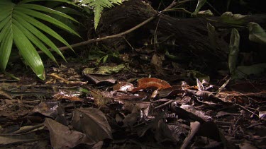 Centipede crawling across a lush rainforest floor