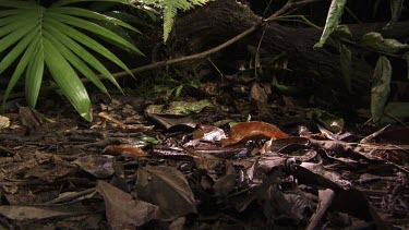 Centipede crawling across a lush rainforest floor