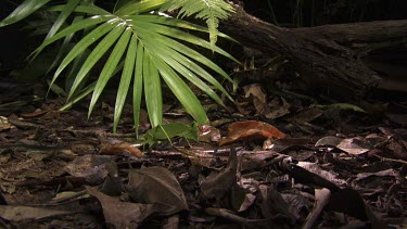 Centipede crawling by a Katydid on a lush rainforest floor