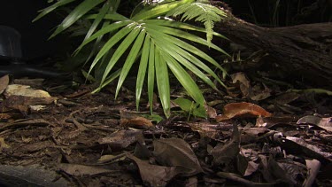Katydid crawling up a leaf on a lush rainforest floor