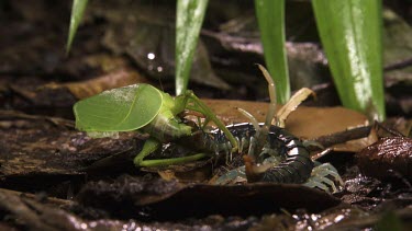 Close up of a Centipede eating a Katydid