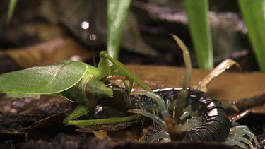 Close up of a Centipede eating a Katydid