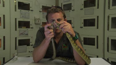 Handler holding a snake to collect venom
