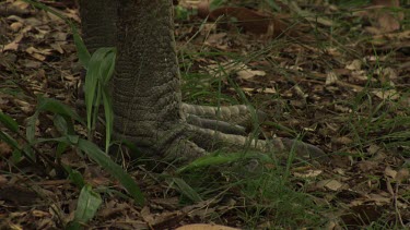 Feet and legs of a Cassowary walking through grass