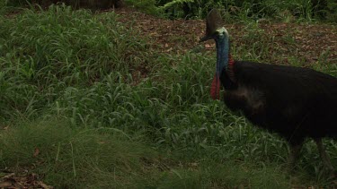 Cassowary walking through grass